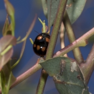 Paropsisterna octosignata at Molonglo Valley, ACT - 31 Oct 2021