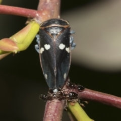 Eurymela fenestrata (Gum tree leafhopper) at National Arboretum Woodland - 31 Oct 2021 by AlisonMilton