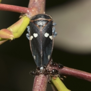 Eurymela fenestrata at Molonglo Valley, ACT - 31 Oct 2021