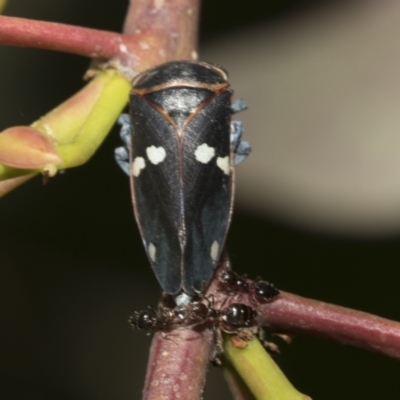 Eurymela fenestrata (Gum tree leafhopper) at Molonglo Valley, ACT - 31 Oct 2021 by AlisonMilton