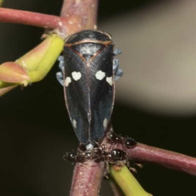 Eurymela fenestrata (Gum tree leafhopper) at National Arboretum Woodland - 31 Oct 2021 by AlisonMilton