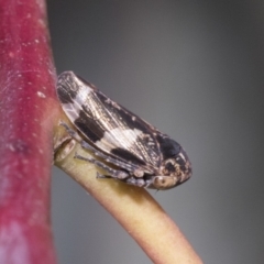 Eurymeloides punctata (Gumtree hopper) at Sth Tablelands Ecosystem Park - 31 Oct 2021 by AlisonMilton