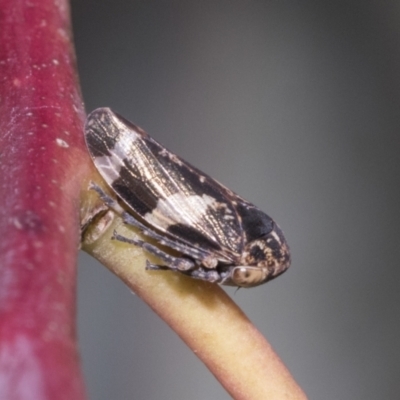 Eurymeloides punctata (Gumtree hopper) at Molonglo Valley, ACT - 31 Oct 2021 by AlisonMilton