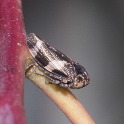 Eurymeloides punctata (Gumtree hopper) at Sth Tablelands Ecosystem Park - 31 Oct 2021 by AlisonMilton