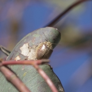 Paropsisterna decolorata at Molonglo Valley, ACT - 31 Oct 2021