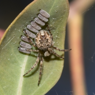 Araneus hamiltoni (Hamilton's Orb Weaver) at Molonglo Valley, ACT - 31 Oct 2021 by AlisonMilton