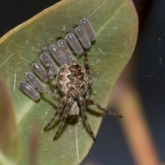 Araneus hamiltoni at Molonglo Valley, ACT - 31 Oct 2021