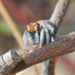 Maratus calcitrans (Kicking peacock spider) at Molonglo Valley, ACT - 30 Oct 2021 by Harrisi