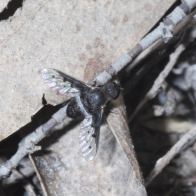 Anthrax sp. (genus) (Unidentified Anthrax bee fly) at Oallen, NSW - 31 Oct 2021 by Harrisi