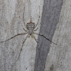 Tamopsis sp. (genus) at Scullin, ACT - 31 Oct 2021 12:54 PM