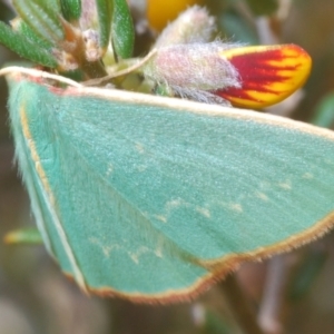 Chlorocoma dichloraria at Oallen, NSW - 31 Oct 2021