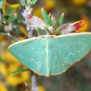 Chlorocoma dichloraria at Oallen, NSW - 31 Oct 2021