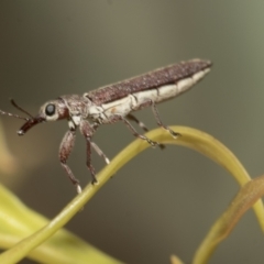 Rhinotia filiformis (A belid weevil) at Scullin, ACT - 31 Oct 2021 by AlisonMilton