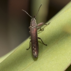 Rhinotia filiformis at Scullin, ACT - 31 Oct 2021 01:42 PM