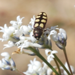 Castiarina decemmaculata at Oallen, NSW - 31 Oct 2021