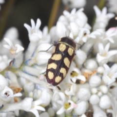 Castiarina decemmaculata at Oallen, NSW - 31 Oct 2021