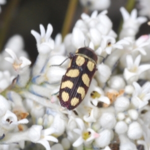 Castiarina decemmaculata at Oallen, NSW - 31 Oct 2021