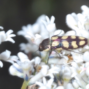 Castiarina decemmaculata at Oallen, NSW - 31 Oct 2021