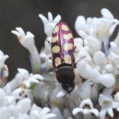 Castiarina decemmaculata at Oallen, NSW - 31 Oct 2021