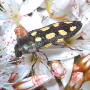 Castiarina parallela at Oallen, NSW - 31 Oct 2021