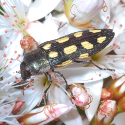 Castiarina parallela (A Jewel Beetle) at Oallen, NSW - 31 Oct 2021 by Harrisi