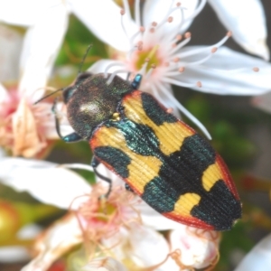 Castiarina sexplagiata at Oallen, NSW - 31 Oct 2021