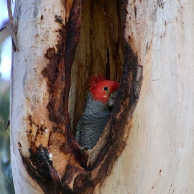 Callocephalon fimbriatum (Gang-gang Cockatoo) at Hughes, ACT - 29 Oct 2021 by LisaH