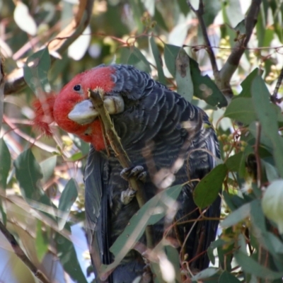 Callocephalon fimbriatum (Gang-gang Cockatoo) at GG110 - 30 Oct 2021 by LisaH