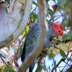 Callocephalon fimbriatum at Hughes, ACT - suppressed