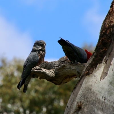 Callocephalon fimbriatum (Gang-gang Cockatoo) at GG38 - 30 Oct 2021 by LisaH