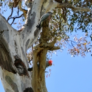 Callocephalon fimbriatum at Hughes, ACT - suppressed