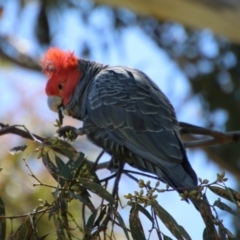 Callocephalon fimbriatum at Hughes, ACT - suppressed