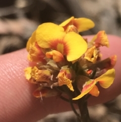 Dillwynia sericea (Egg And Bacon Peas) at Bungonia, NSW - 31 Oct 2021 by Tapirlord
