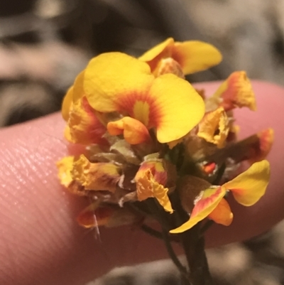 Dillwynia sericea (Egg And Bacon Peas) at Bungonia, NSW - 31 Oct 2021 by Tapirlord