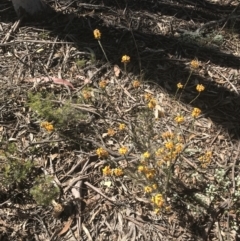 Dillwynia sericea at Bungonia, NSW - 31 Oct 2021