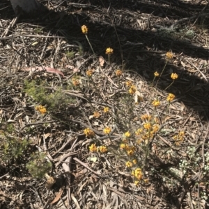 Dillwynia sericea at Bungonia, NSW - 31 Oct 2021