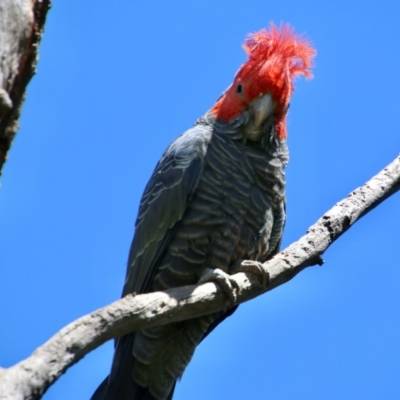 Callocephalon fimbriatum (Gang-gang Cockatoo) at Deakin, ACT - 31 Oct 2021 by LisaH