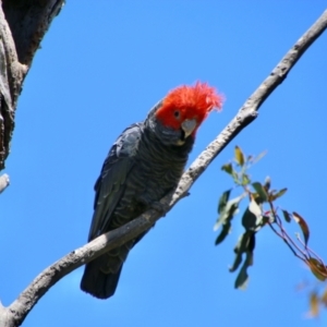 Callocephalon fimbriatum at Deakin, ACT - suppressed