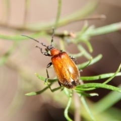 Ecnolagria grandis (Honeybrown beetle) at Red Hill, ACT - 26 Oct 2021 by LisaH