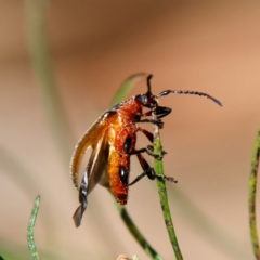 Ecnolagria grandis at Red Hill, ACT - 27 Oct 2021 10:06 AM