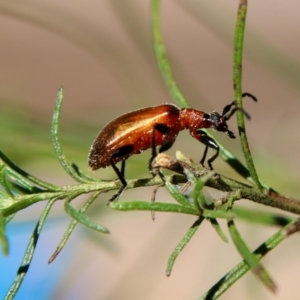 Ecnolagria grandis at Red Hill, ACT - 27 Oct 2021 10:06 AM