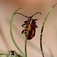 Ecnolagria grandis at Red Hill, ACT - 27 Oct 2021 10:06 AM