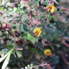 Bossiaea buxifolia (Matted Bossiaea) at Deakin, ACT - 27 Oct 2021 by LisaH