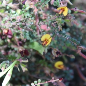 Bossiaea buxifolia at Deakin, ACT - 27 Oct 2021