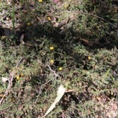 Bossiaea buxifolia at Deakin, ACT - 27 Oct 2021