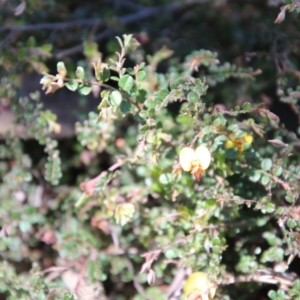 Bossiaea buxifolia at Deakin, ACT - 27 Oct 2021 12:33 PM