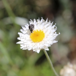 Leucochrysum albicans subsp. tricolor at Deakin, ACT - 31 Oct 2021 11:32 AM