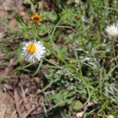 Leucochrysum albicans subsp. tricolor at Deakin, ACT - 31 Oct 2021 11:32 AM