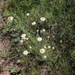 Leucochrysum albicans subsp. tricolor at Deakin, ACT - 31 Oct 2021 11:32 AM