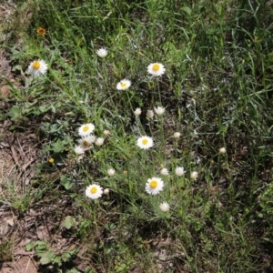 Leucochrysum albicans subsp. tricolor at Deakin, ACT - 31 Oct 2021 11:32 AM